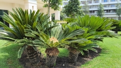 Cycas revoluta