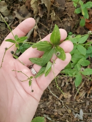 Galium lanceolatum