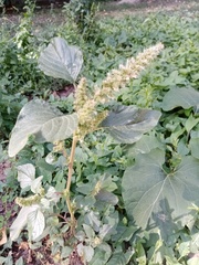 Amaranthus retroflexus