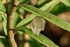 Danaus gilippus