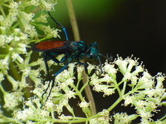 Pepsis grossa