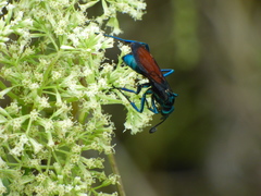 Pepsis grossa