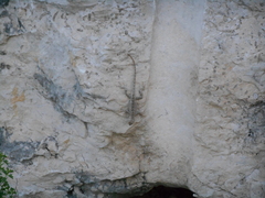 Sceloporus merriami merriami