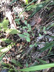 Phyllanthus gunnii
