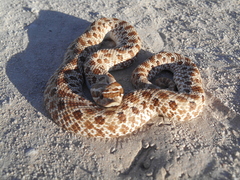 Heterodon nasicus
