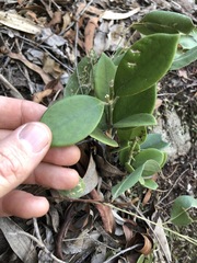 Hoya australis australis