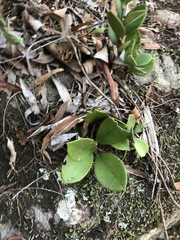 Hoya australis australis