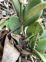Hoya australis australis
