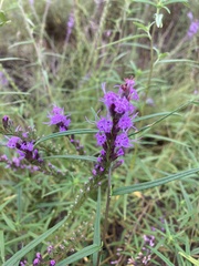Liatris elegantula