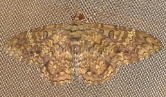 Feigeria scops