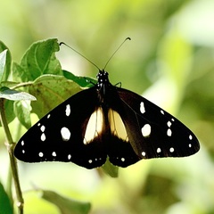 Amauris albimaculata