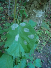 Phyllonorycter coryli