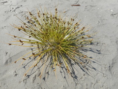 Cyperus pannonicus