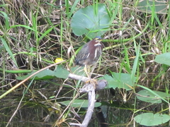 Butorides virescens image