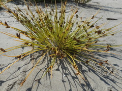 Cyperus pannonicus