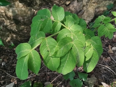 Aralia chinensis