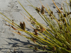 Cyperus pannonicus