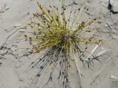 Cyperus pannonicus
