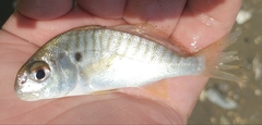 Leiostomus xanthurus