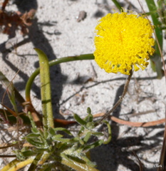 Podotheca chrysantha