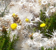 Podotheca chrysantha