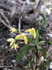 Dendrobium gracilicaule