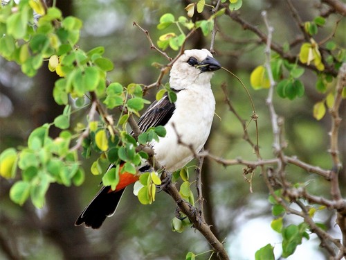 White-headed Buffalo-Weaver