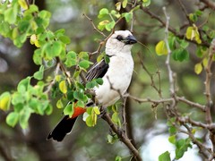 White-Headed Buffalo-Weaver photo 5