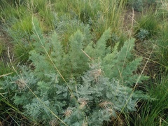 Sophora alopecuroides