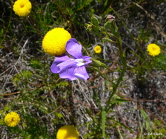 Podotheca chrysantha
