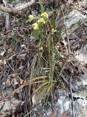 Dendrobium gracilicaule
