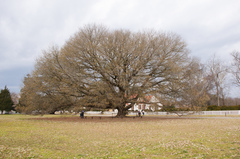Quercus × comptoniae