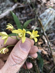 Dendrobium gracilicaule