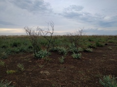 Halimodendron halodendron