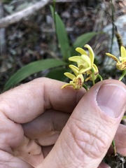 Dendrobium gracilicaule