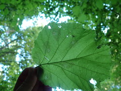 Phyllonorycter coryli