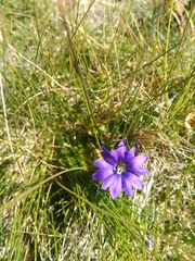 Gentiana pyrenaica
