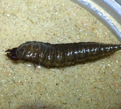 Hydrophilus