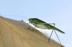 Phaneroptera nana