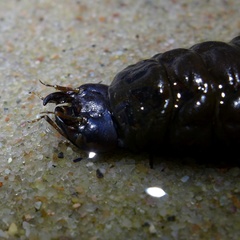 Hydrophilus