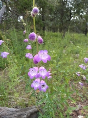 Penstemon campanulatus