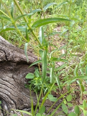 Penstemon campanulatus