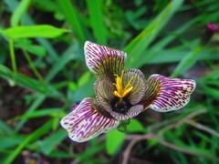 Tigridia vanhouttei