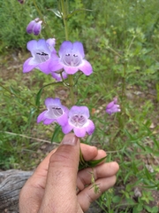 Penstemon campanulatus