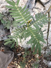 Acacia irrorata