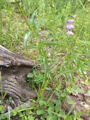 Penstemon campanulatus