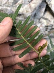 Acacia irrorata