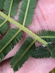 Acacia irrorata