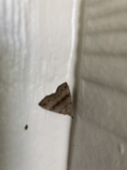 Phalaenostola eumelusalis