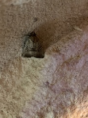 Elaphria fuscimacula